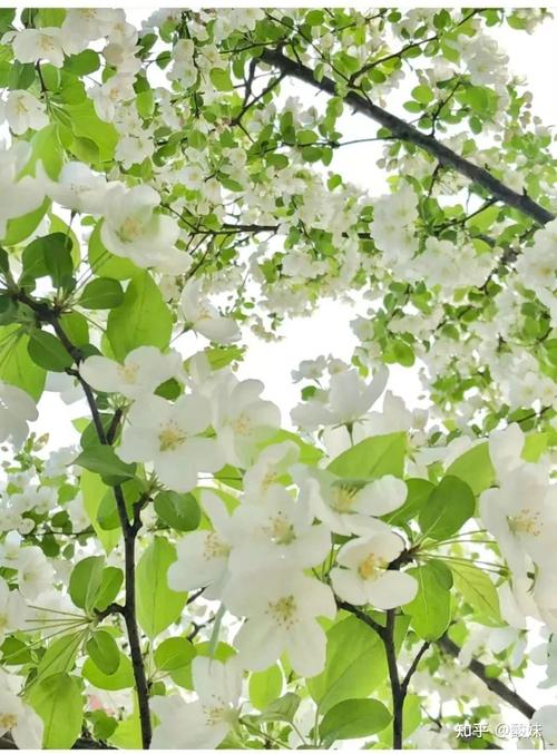 张若昀结过几次婚张若昀几时结婚 张若昀结过几次婚张若昀几时结婚