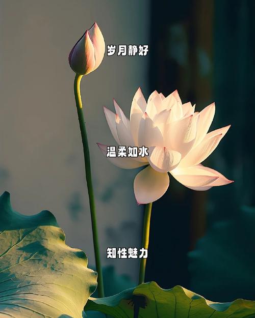 女性补铁什么药比较好 女性补铁什么药比较好