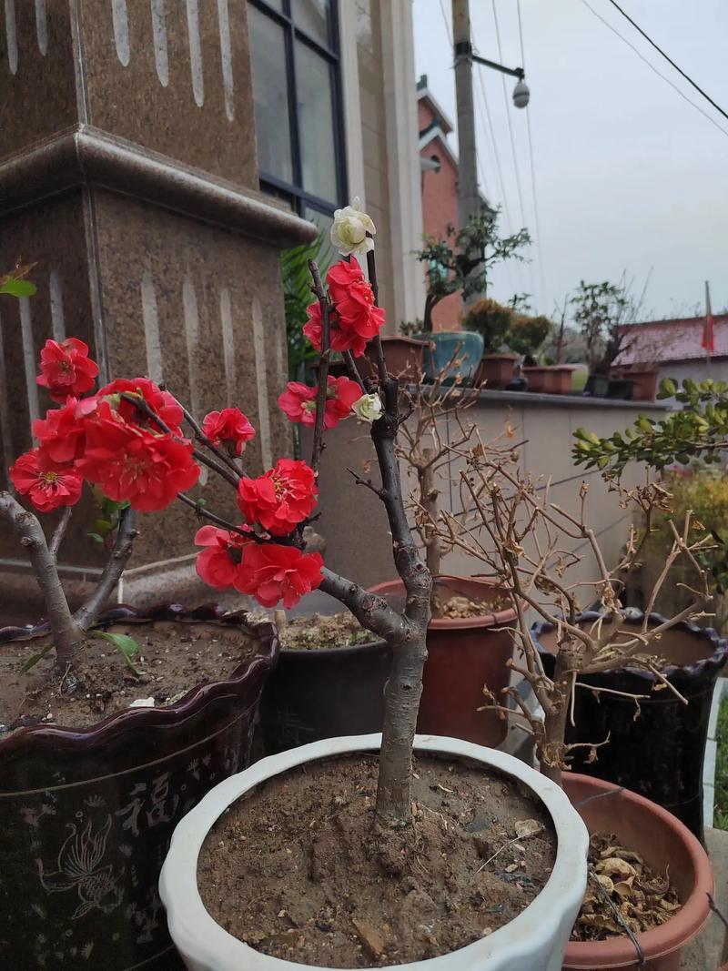 顺产后流血多久会干净 顺产后流血多久会干净