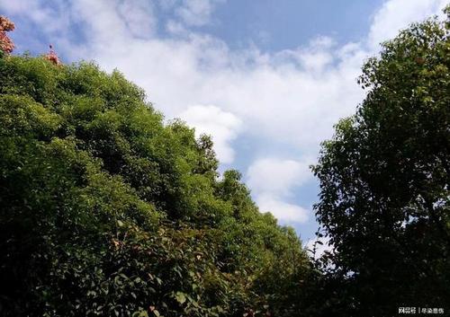 朗威曼咖啡功效 朗威曼咖啡饮用方法 朗威曼咖啡功效 朗威曼咖啡饮用方法