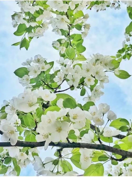 ��״�ٰ�֢�г����ַβ���С�����ô����