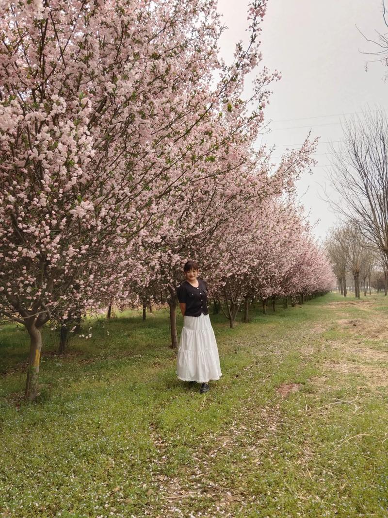 藤茶是什么茶 藤茶有哪些作用 藤茶是什么茶 藤茶有哪些作用