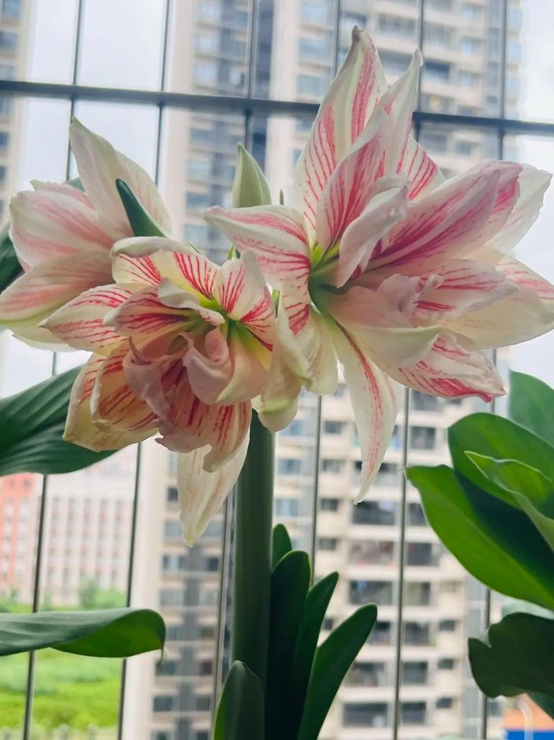 夏季高血压要注意什么 高血压老人夏季“三讲究” 夏季高血压要注意什么 高血压老人夏季“三讲究”