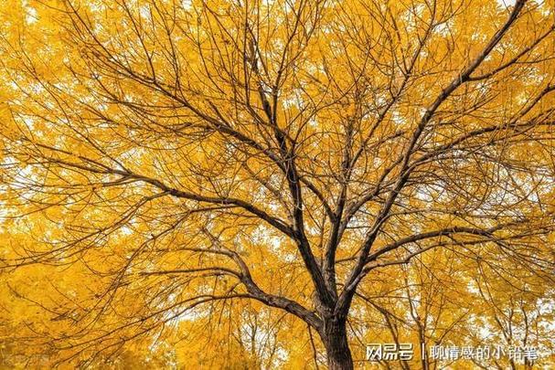 哪些食物吃了能够增强抵抗力 哪些食物吃了能够增强抵抗力